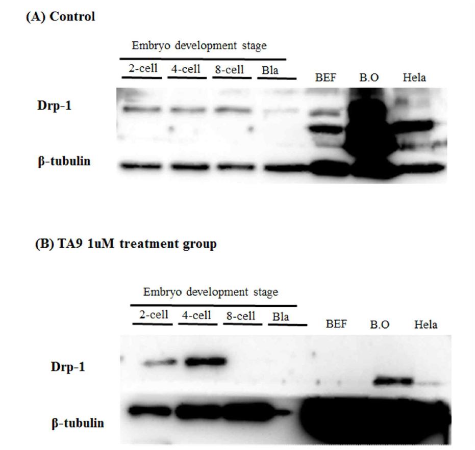 TA9 처리에 따른 초기배아의 단백질 수준에서의 Drp-1의 발현 변화 확인.
