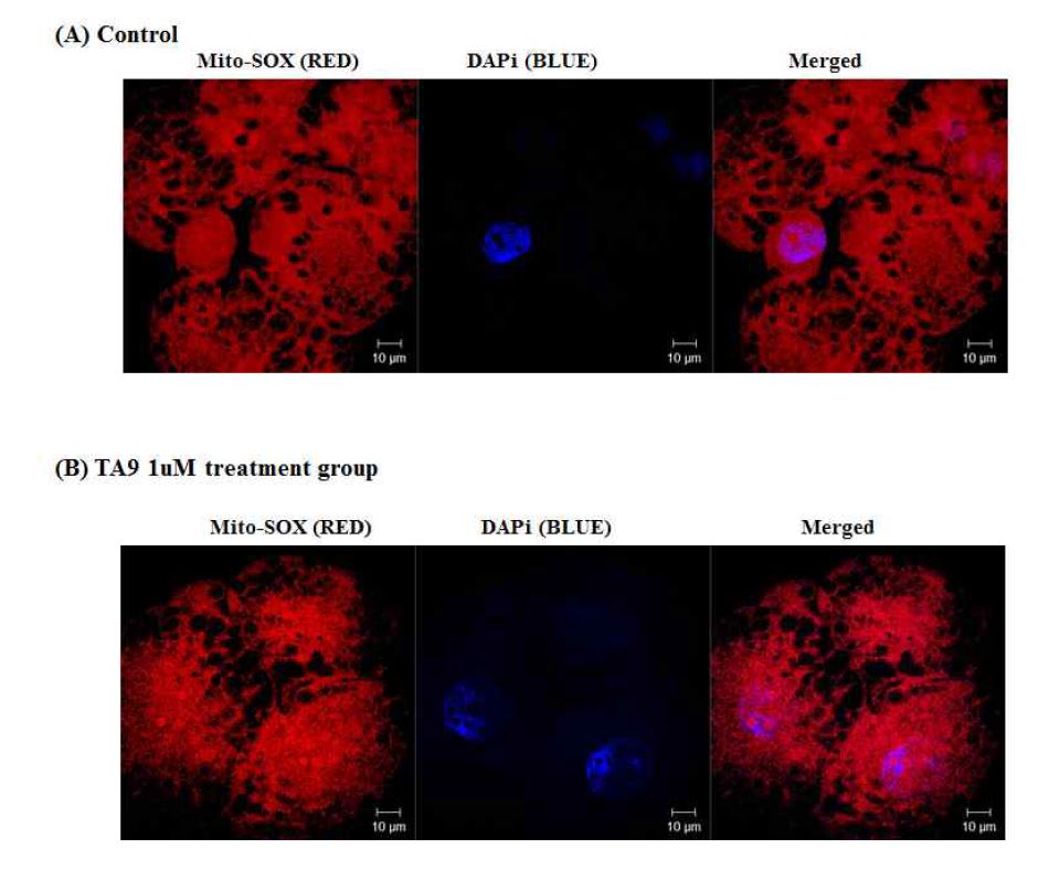 TA9 처리에 따른 4-8cell 단계의 배아에서 미토콘드리아 유래의 활성산소 확인.