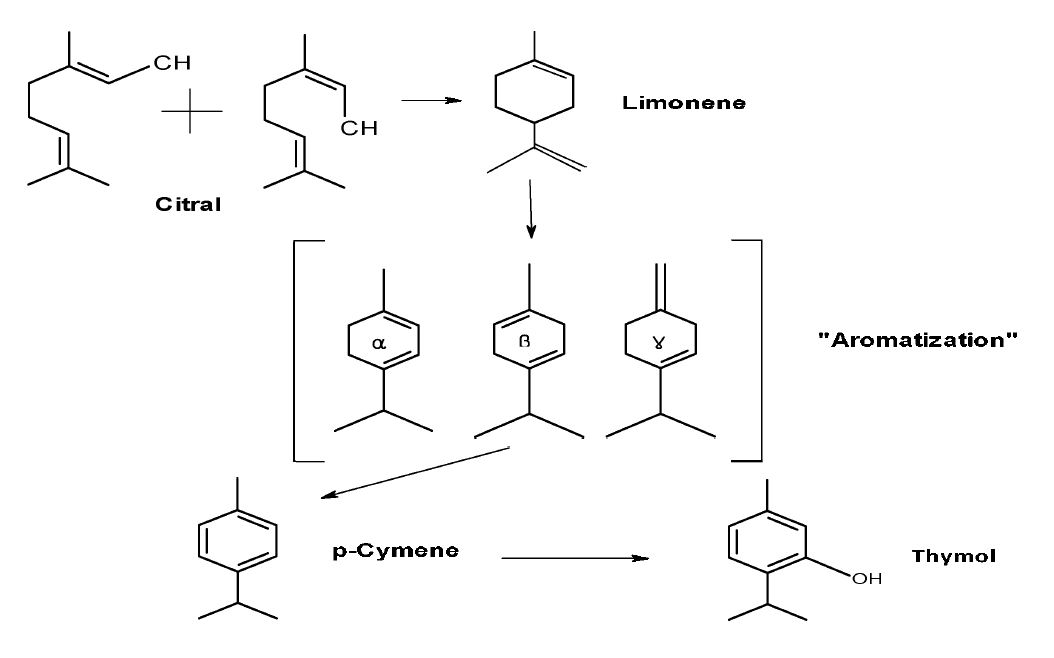 그림 2-12. Ciral과 limonene이 thym이로 전환되는 chemical pathway