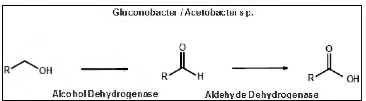 그림 2-13. Nona이이 Nonanal로 전환되는 chemical pathway