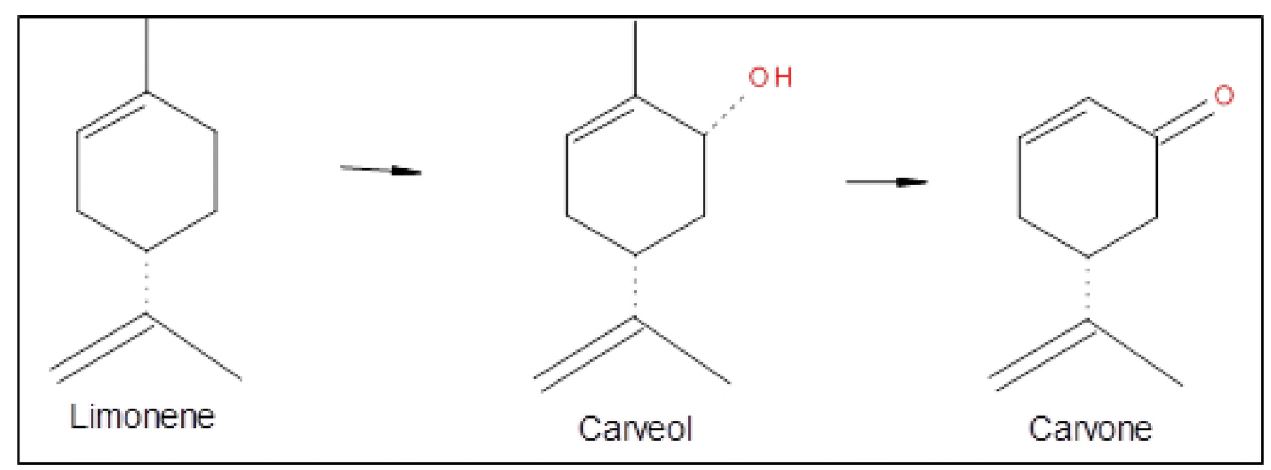 그림2-15. Chemical pathway from limonene to carveol and carvone