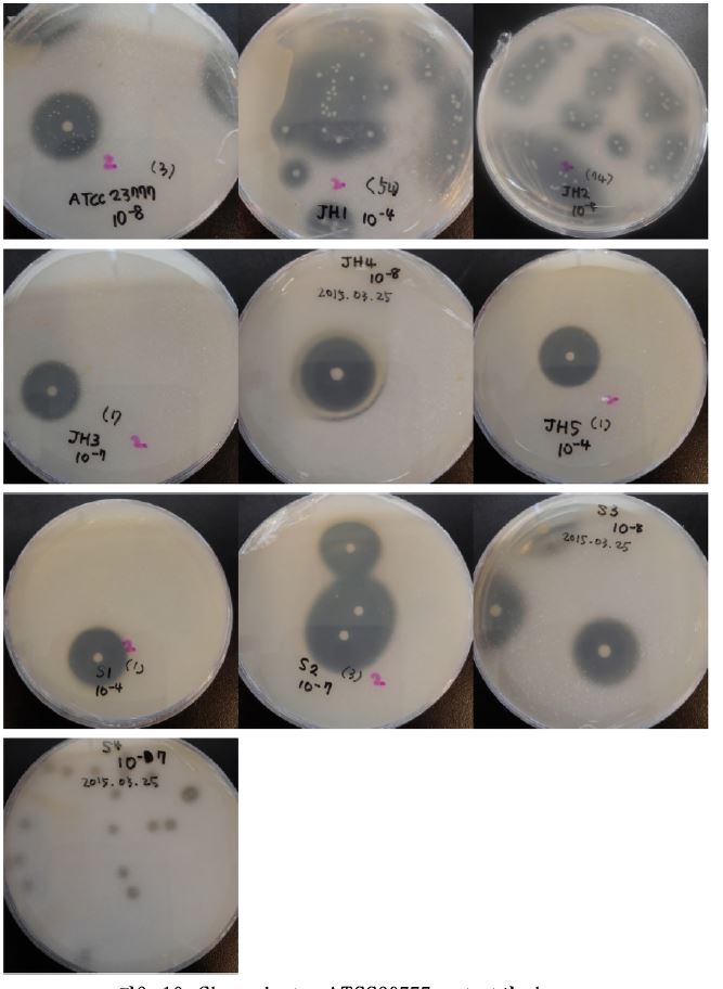 그림2-19. Gluconobacter ATCC23777 mutant의 clear zone