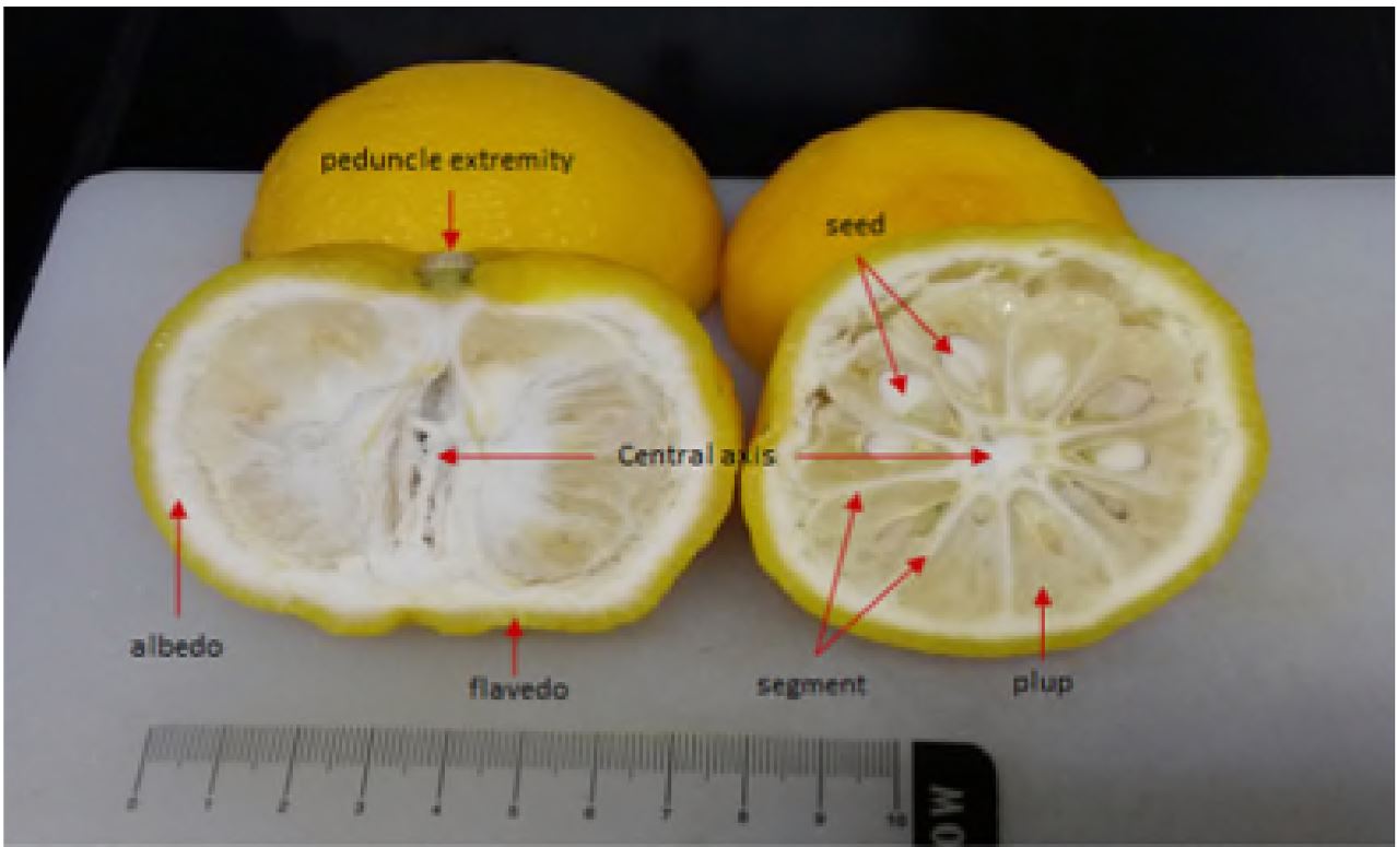 그림 1-1. Structure of yuzu