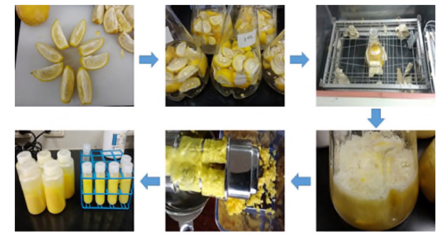 그림 1-6. Extraction process for essential oil of yuzu enzyme treatment (Whole yuzu)