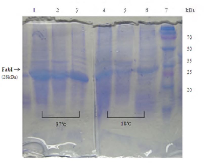 그림 1-15. Solubility test of FabI on 15% SDS PAGE gel electrophoresis