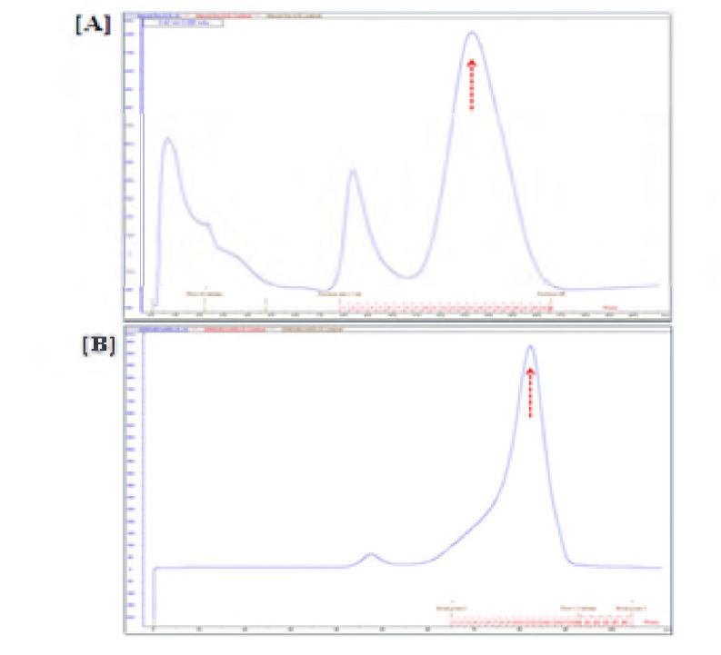 그림 1-16. Elution profile of Ni2+ chelatedcolumn [A], elution profile of gel-filtration chromatography [B]