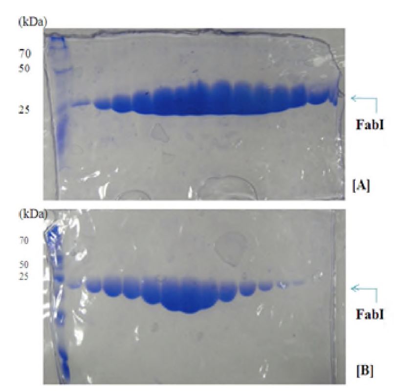 그림 1 -17. SDS PAGE of FabI from Ni2+ chelatedcolumn [A], SDS PAGE of FabI from gel-filtration chromatography [B]