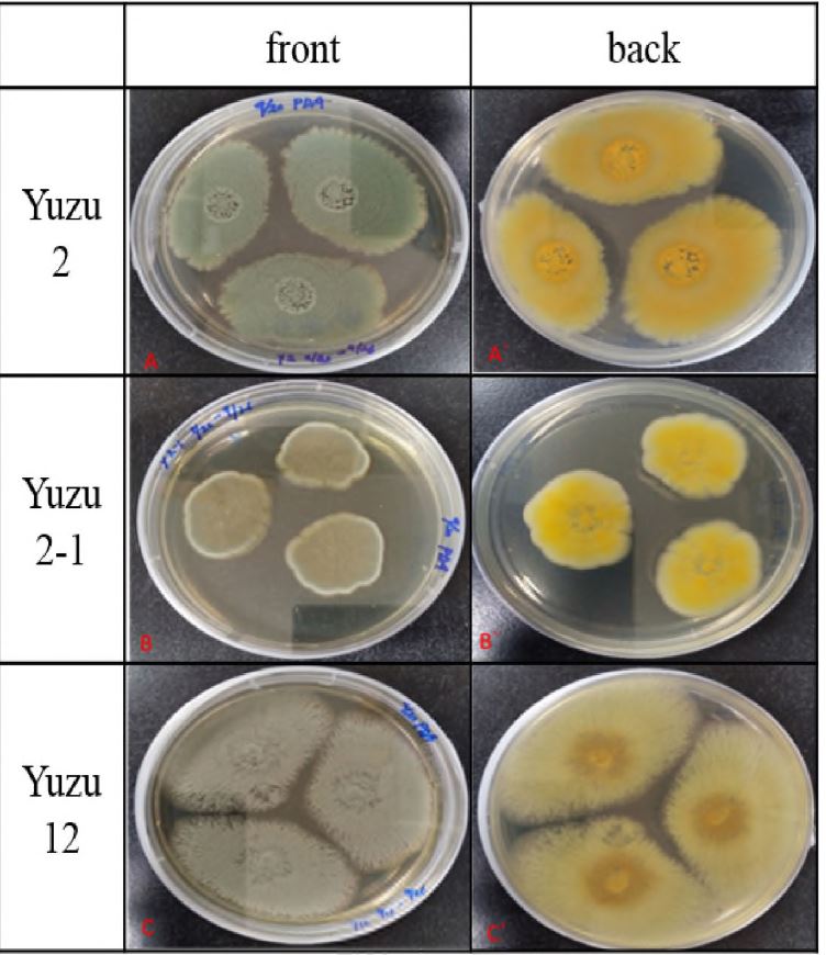 그림 1-19. Isolated fungi from yuzu peel. (A, A’: yuzu 2，B，B’: yuzu 21，C，C’: yuzul2)