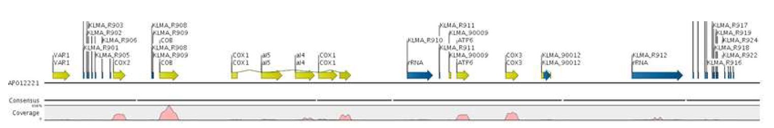 그림 3-24. K. marxianus DMKU 3-1042의 미토콘드리아 게놈 서열(AP012221)에 대한 reference mapping 결과. CLC Genomics Workbench ver. 8.0의 스크린 샷.