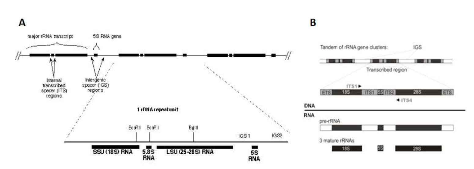 그림 3-30. A, Nuclear rRNA gene의 반복 구조.