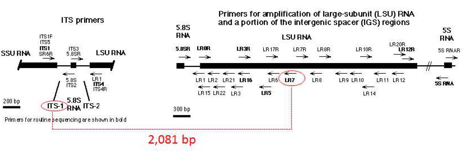 그림 3-31. PCR 증폭에 사용한 프라이머의 위치와 방향 정보