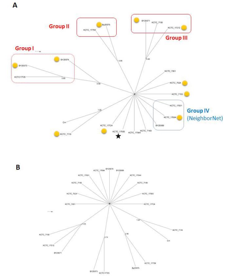 그림 3-32. rRNA gene 영역을 이용하여 작성한 계통수, A, maximum likelihood. B, maximum parsimomy. 노랑색 원은 유전체 해독 대상 균주이고 별표는 1-3차년도에 집중적으로 유전체를 해독하여 완성 수준까지 진행한 KCTC 17555