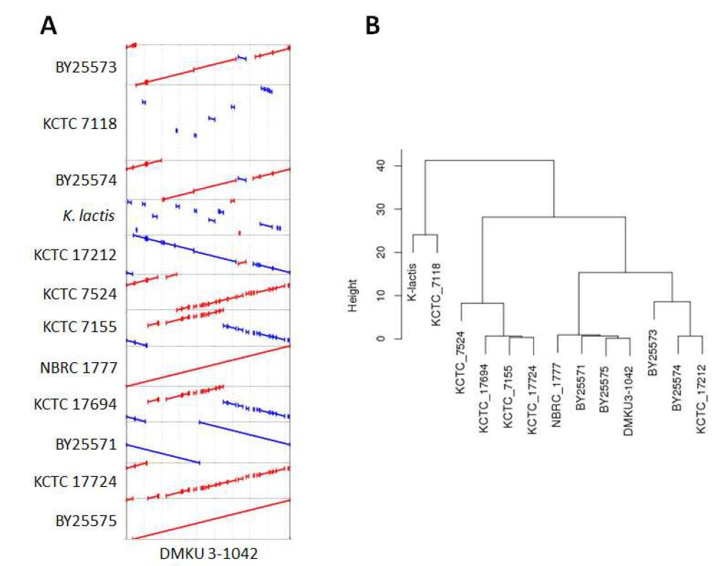 그림 3-40. KM 미토콘드리아 게놈 서열의 비교. A, DMKU 3-1042를 기준으로 한 MUMmer plot. B, complete linkage 방법으로 작성한 average nucleotide identity 기반의 cluster dendrogram.