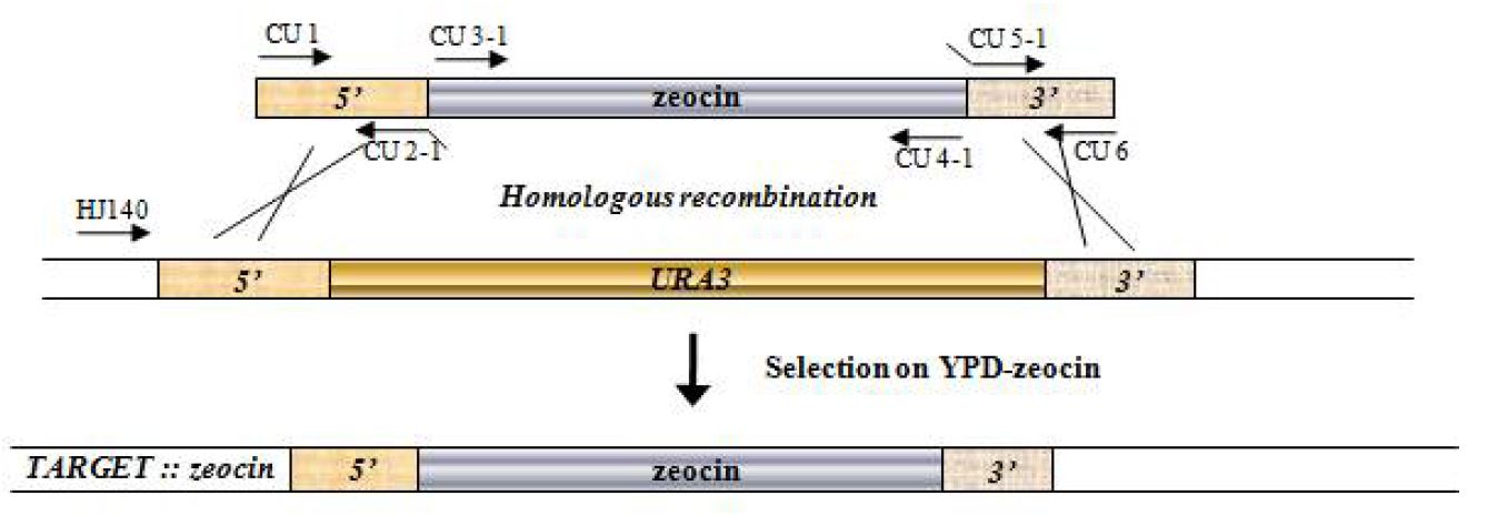 그림 4-2. Zeocin cassette를 이용한 URA3 gene disruption 과정