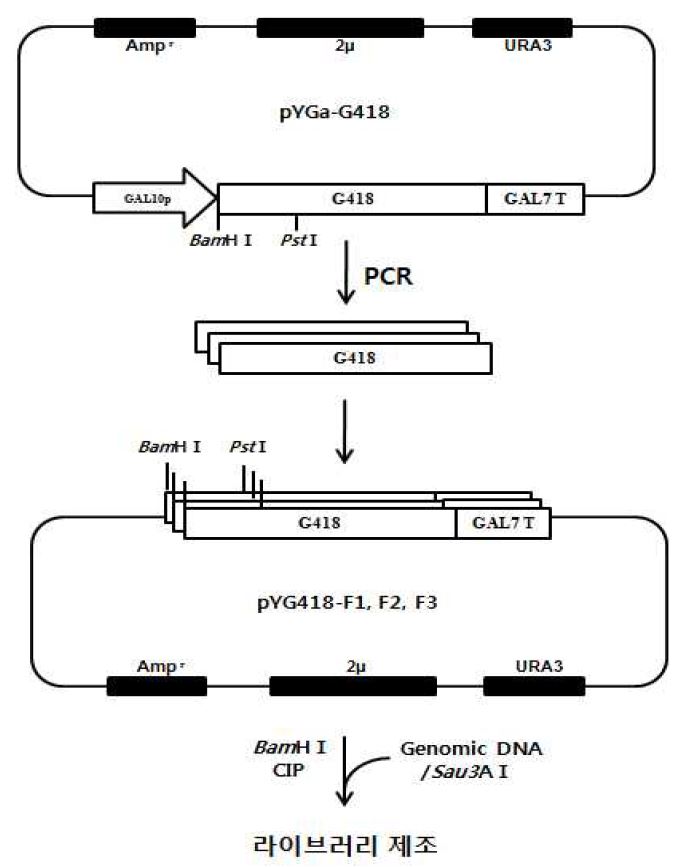 그림 4-10. pYG418-F1, F2 및 F3 및 K. marxianus 유전자 library 제조과정