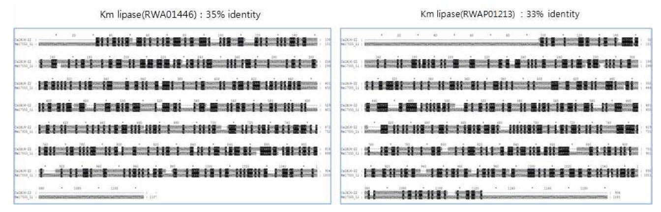 그림 4-17. KM 유래 lipase homology 비교