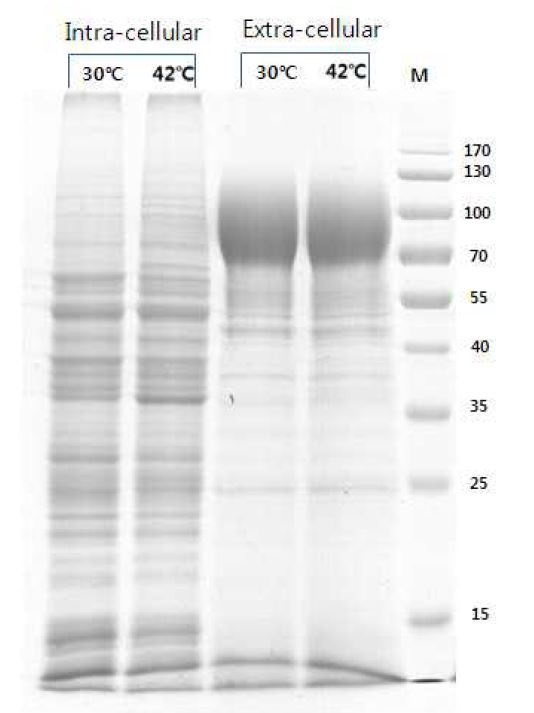 그림 4-19. KM 17555의 intra & extra cellular protein에 대한 SDS-PAGE