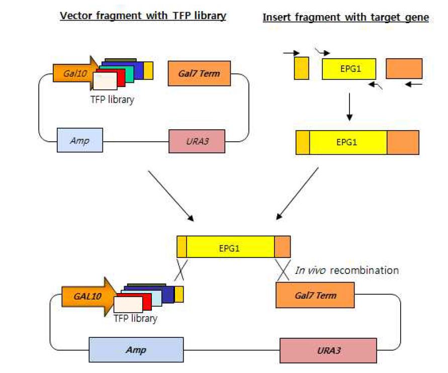 그림 4-28. EPG1 유전자의 효모 TFP 벡터 도입을 위한 과정
