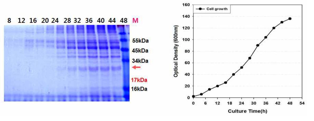 그림 6-10. 효모균주 Y2805-ST8-GH61E의 유가식 발효배양 및 세포 성장