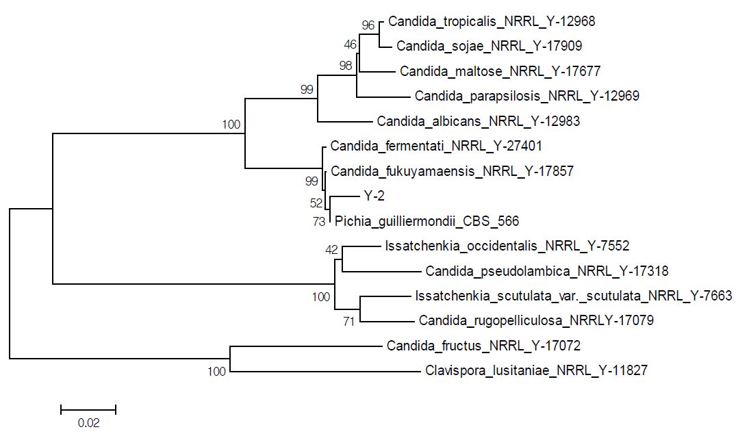 그림 6-27. Pichia guilliermondii Y-2의 Phylogenetic tree