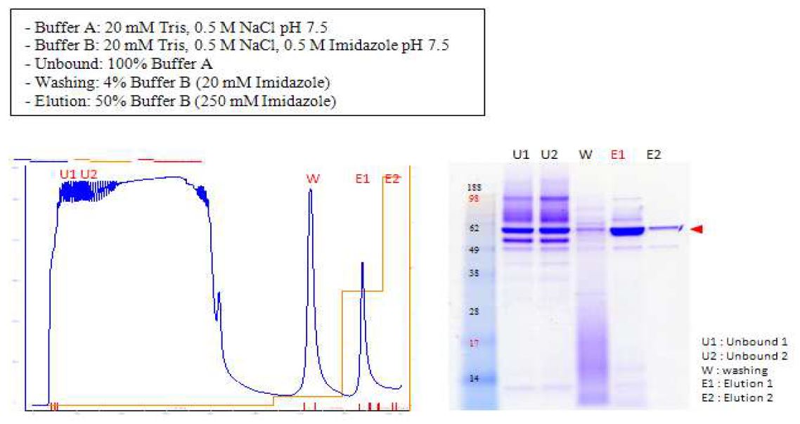 그림 6-40. 발효 생산된 xylose isomerase 단백질을 Ni-NTA 칼럼을 이용한 정제 크로마토그래피 및 SDS-PAGE 분석