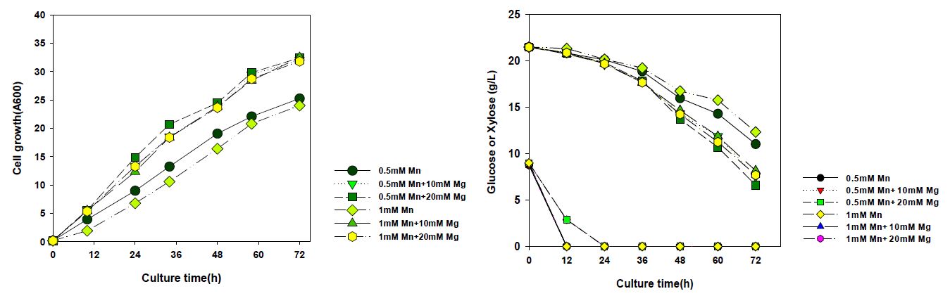 그림 6-44. XI를 발현하는 재조합 효모균주(Y2805Δgal80/T3-XI·H6)의 망간과 마그네슘 함유 배지에서의 세포성장 및 xylose 소모량 분석