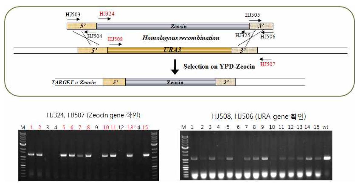 그림 7-15. Zeocin cassette를 이용한 URA3 gene disruption 과정