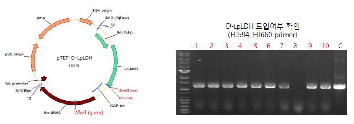 그림 7-21. D-LDH 유전자 발현 벡터 도입여부 확인