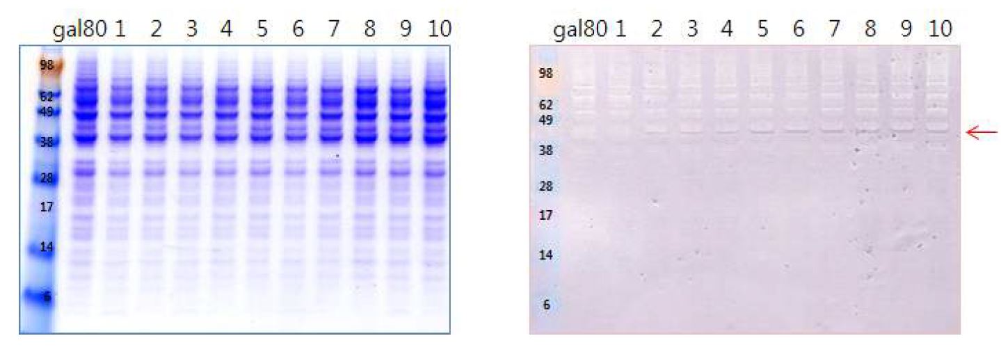 그림 7-31. 형질전환체들의 SDS-PAGE 및 western blot 분석