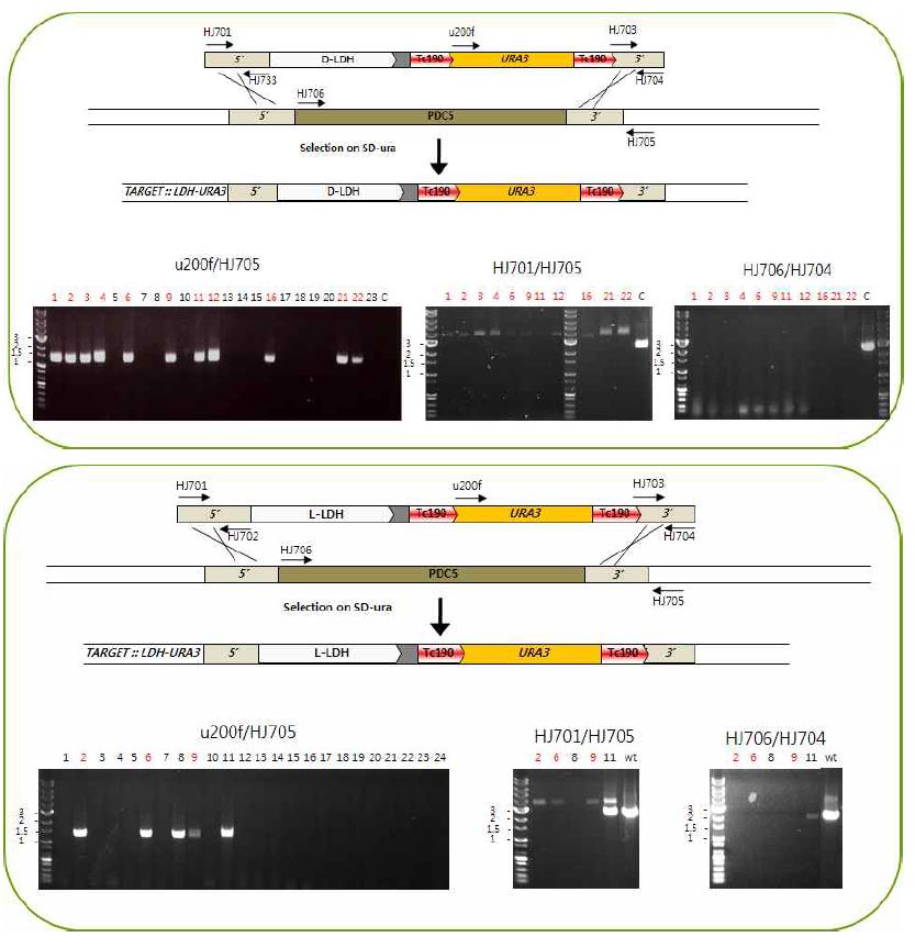 그림 7-40. URA3 cassette를 이용한 PDC5 유전자 결실 과정