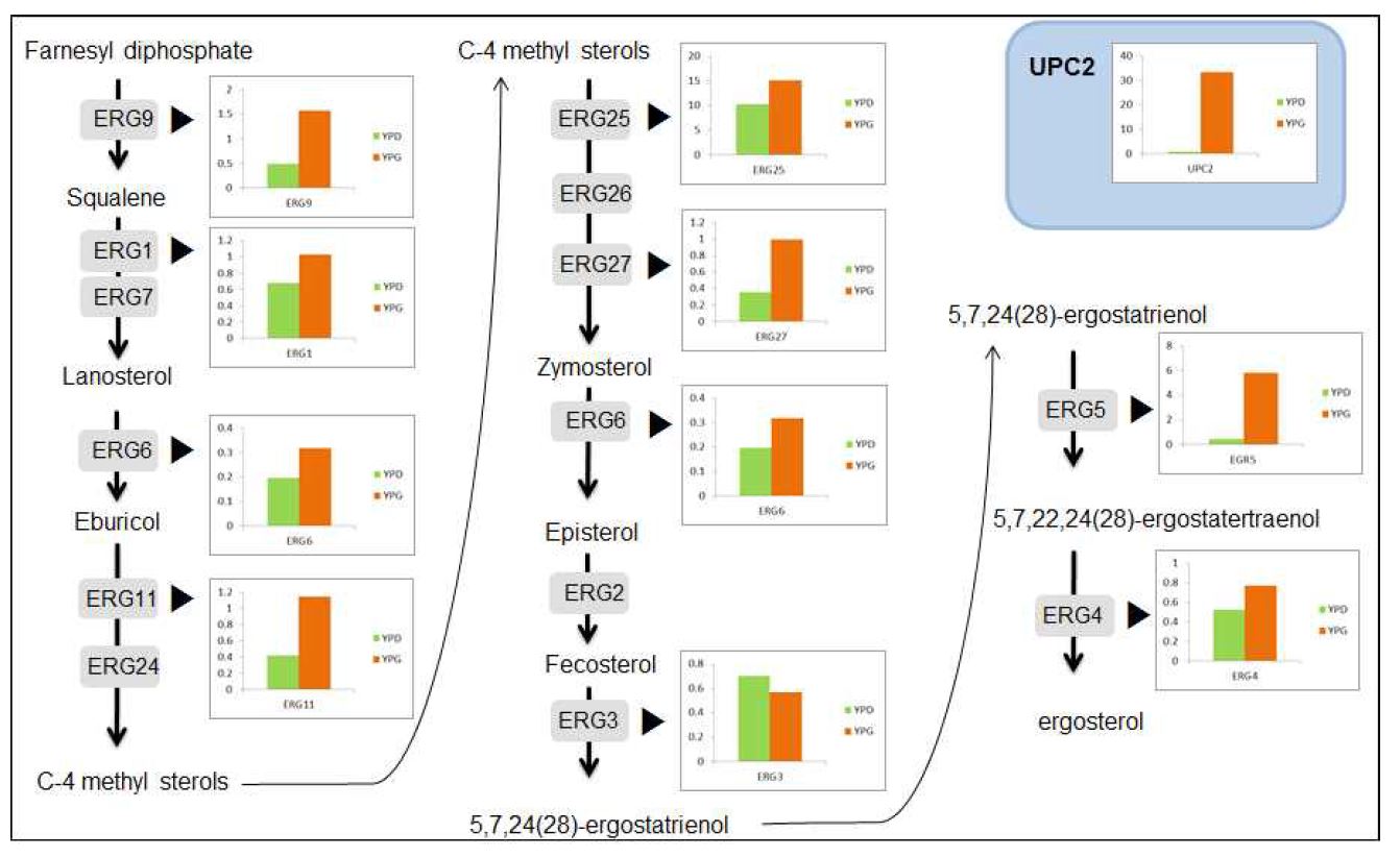 그림 7-45. UPC2 과발현에 의한 ergosterol 생합성 관련 유전자의 transcript 변화