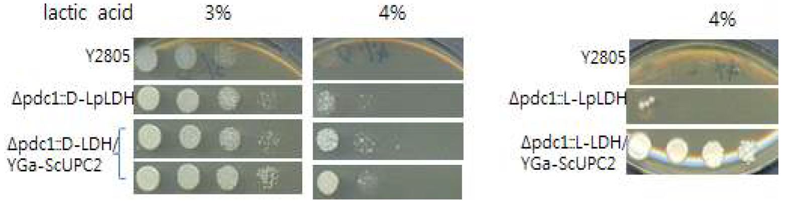그림 7-46. UPC2 유전자 과발현에 따른 lactic acid 내성 테스트