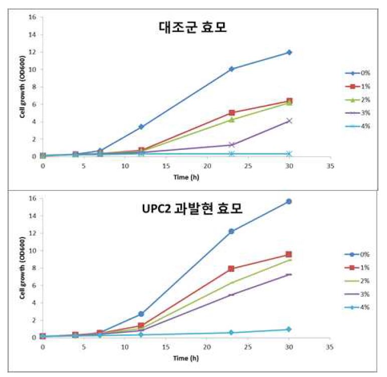 그림 7-47. UPC2 유전자 과발현 효모와 모균주의 lactic acid 액체배지에서 세포성장 비교