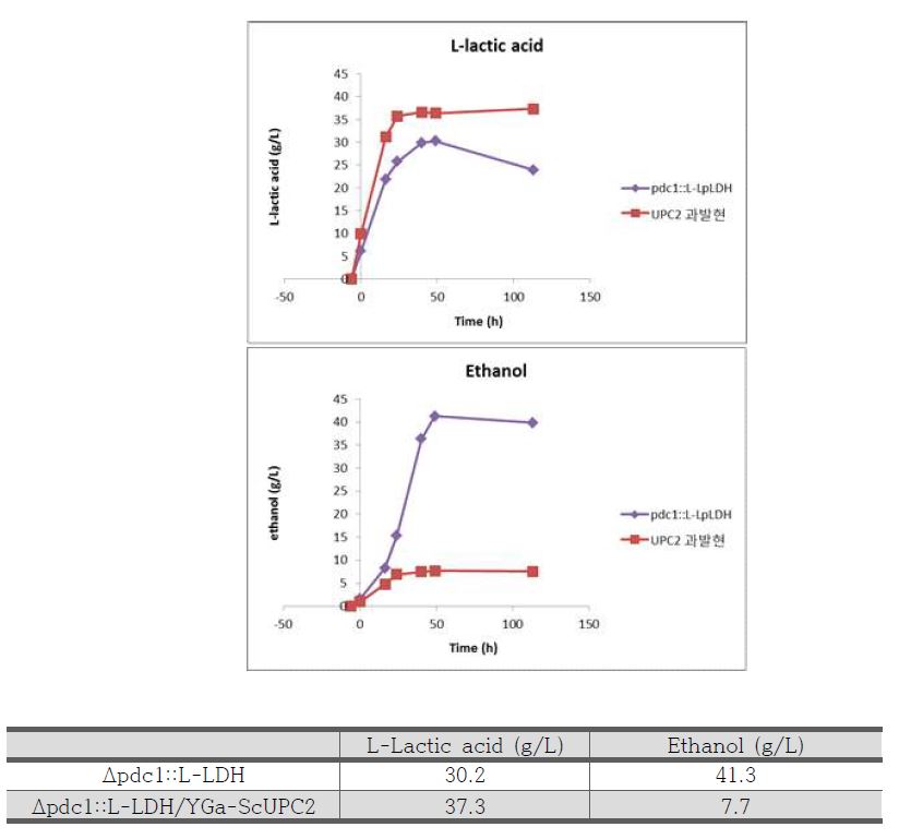 그림 7-49. UPC2 과발현 균주의 L-lactic acid와 에탄올 생산량 분석