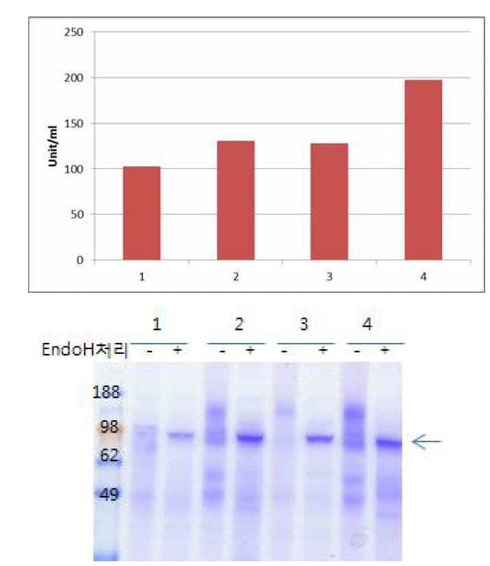 그림 7-51. 분비발현된 β-glucosidase의 활성 비교 및 SDS-PAGE 분석