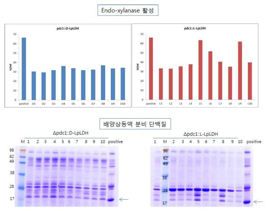 그림 7-56. XYN의 단백질 활성 분석 및 SDS-PAGE 분석