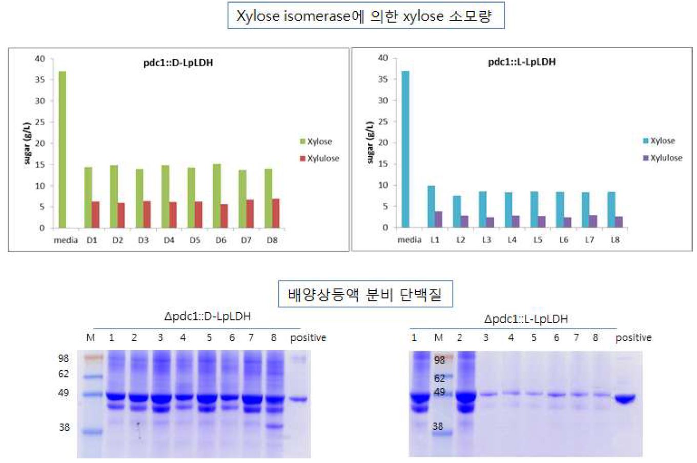 그림 7-57. 분비발현된 XylA 단백질에 의한 xylose 소모량 비교 및 SDS-PAGE