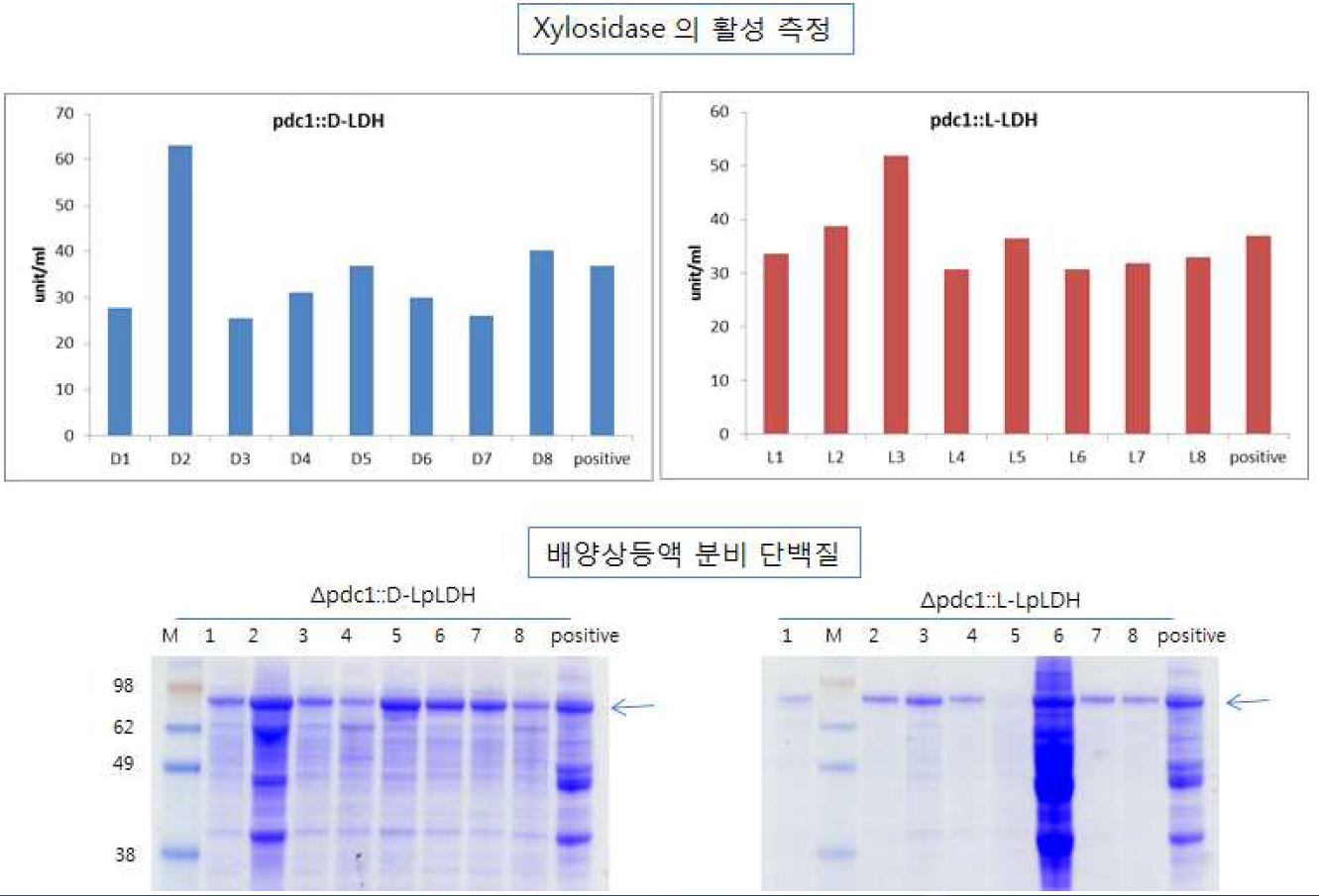 그림 7-58. 분비발현된 bXYL 단백질의 활성비교 및 SDS-PAGE 결과