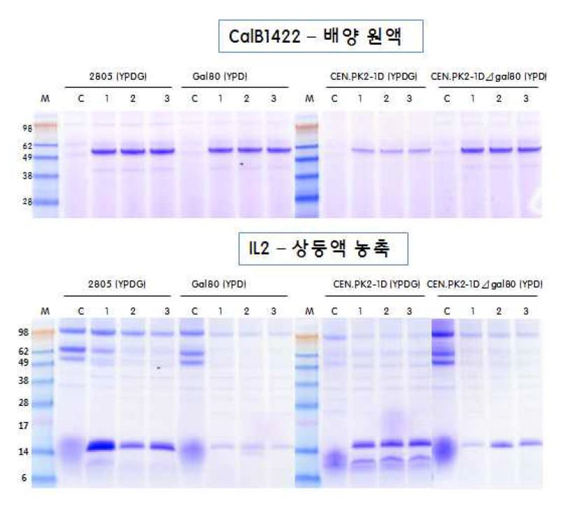 그림 7-61. CalB1422와 IL2 단백질 발현율 분석