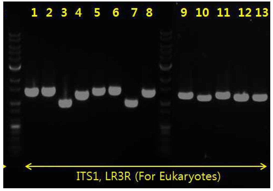그림 7-64. 분리된 효모들의 ITS1, 5.8S rRNA, ITS2, 28S rRNA PCR 사진
