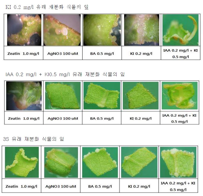 그림 1-6. 각 호르몬 유래별 식물체의 재분화 실험 사진