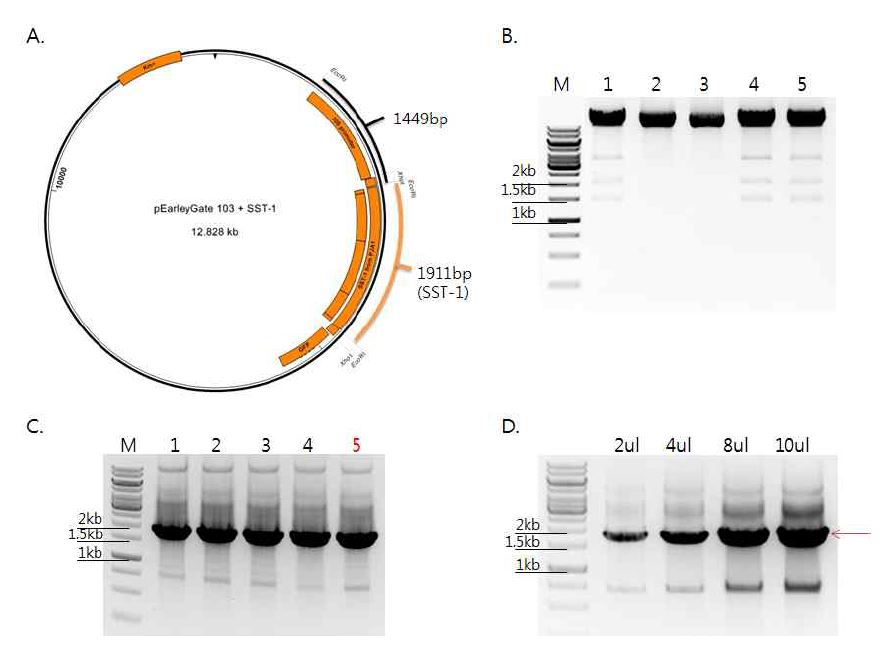 그림 1-12. 확인된 SST-1 gene을 식물 발현 벡터 pEarleyGate103 vector로 클로닝결과