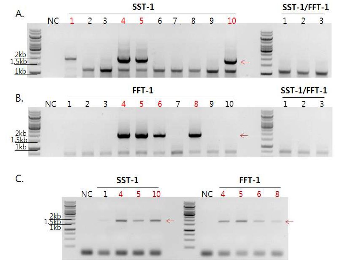 그림1-15. Rooting 유도된 개체에서 SST-1, FFT-1, SST-1/FFT-1 유전자가 들어가있는 형질전환체를 selection 하기 위해 식물체로부터 genomic DNA를 추출하여 PCR를 수행해 DNA수준에서 검정.