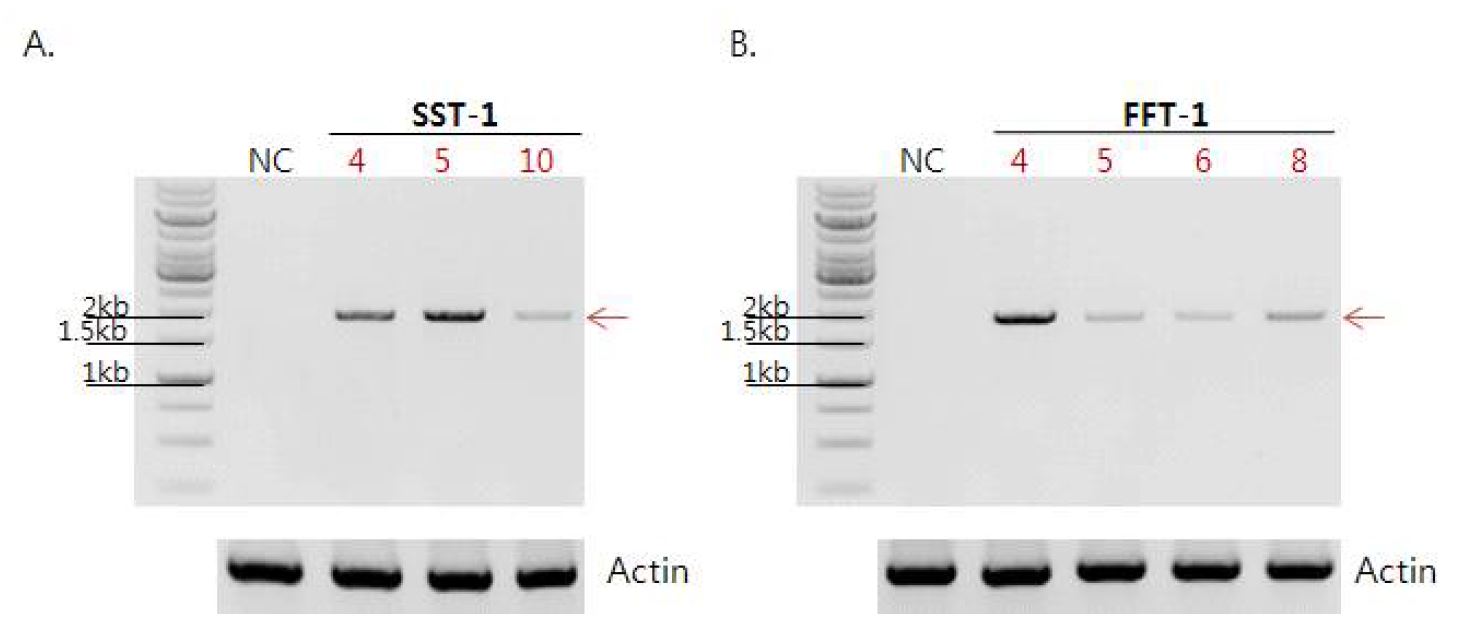 그림 1-16. RNA level 에서의 RT-PCR을 이용한 SST-1, FFT-1 발현 확인.