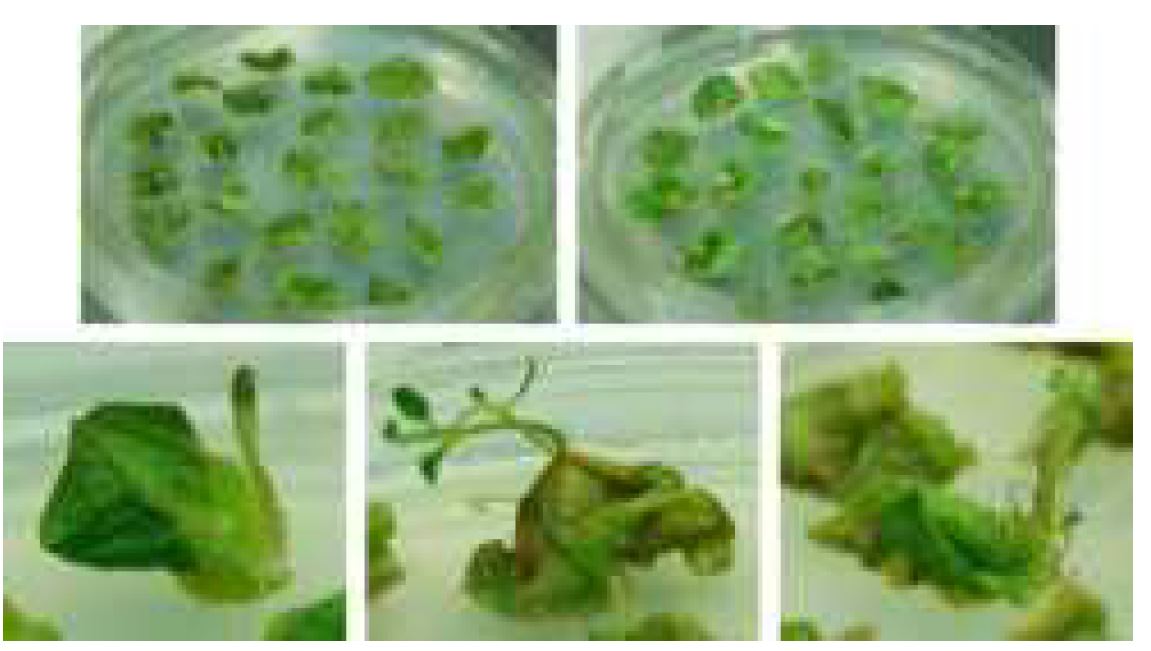 그림 1-19. SST-1+FFT-1의 공동발현을 위한 형질전환 감자 식물체 개발