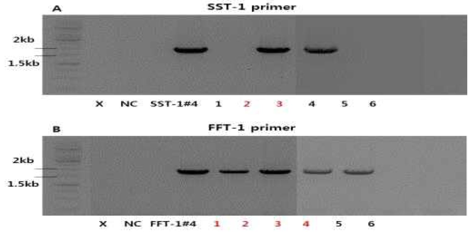 그림 1-20. SST-1+FFT-1발현 형질전환체의 genomicPCR 검출
