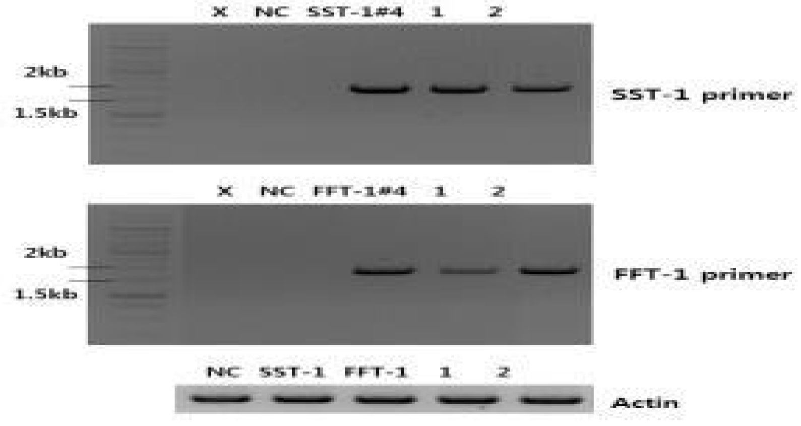 그림 1-21. RNA level 에서의 RT-PCR을 이용한 SST-1, FFT-1 발현 확인