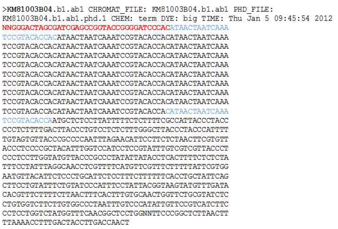 그림 3-8. Fosmid end read에서 발견된 telomeric repeat의 예.시작 부분은 빨강색 서열은 fosmid 벡터의 클로닝 사이트 일부이며, 파랑색 문자열(25 bp)은 맨 앞과 끝에 위치한 반복 단위를 표시한 것임.