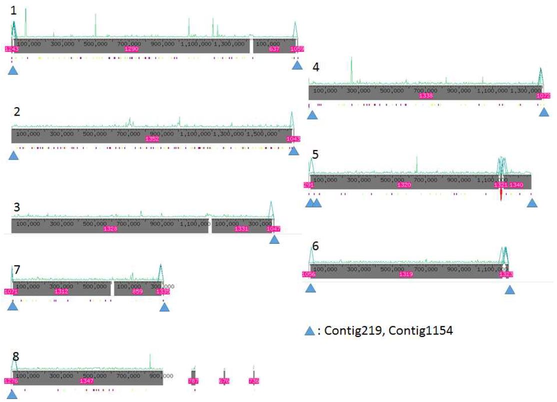 그림 3-12. 최종 assembly인 KM02r2. 파랑색 삼각형은 telomeric repeat이 있는 곳.