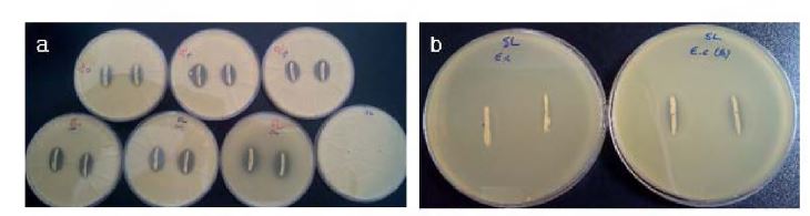 Figure 1. Growth inhibition overlay assay with Propionihacierium sp. against the mold.A